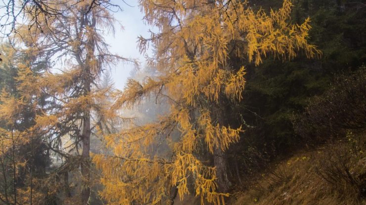 Vremea în noiembrie. Toamna blândă, cu temperaturi normale perioadei și ploi slabe