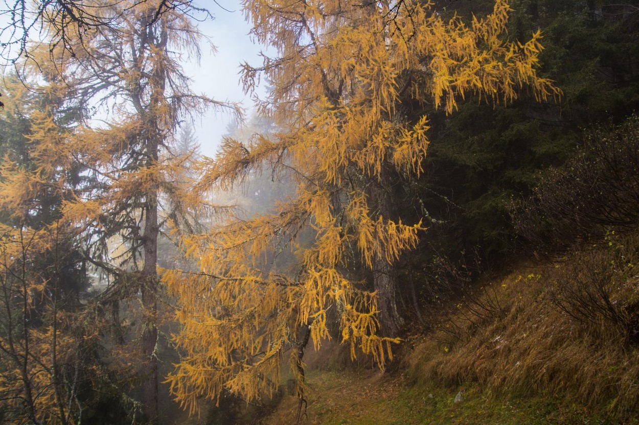 Vremea în noiembrie. Toamna blândă, cu temperaturi normale perioadei și ploi slabe