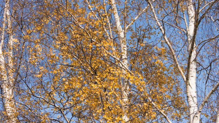 Meteo, azi, 4 decembrie 2020. Vremea continuă să se încălzească în toată țara