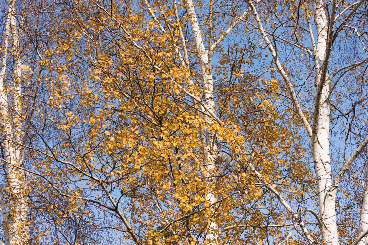 Meteo, azi, 4 decembrie 2020. Vremea continuă să se încălzească în toată țara