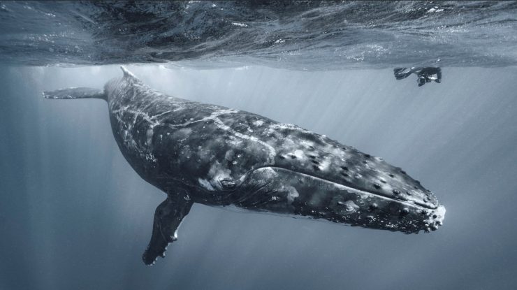Oamenii de știință trag un semnal de alarmă: Riscul de dispariție pentru balene este „real și iminent