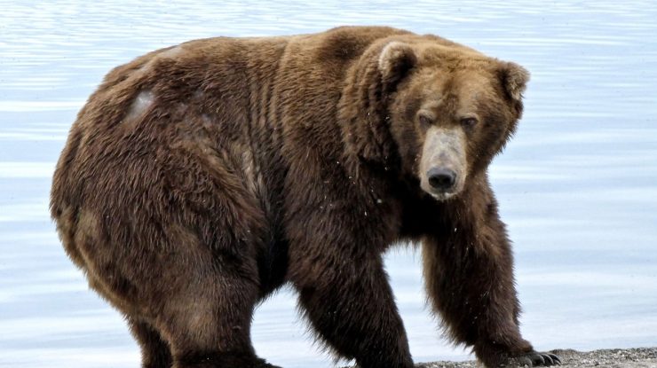 Cel mai gras urs din Alaska, un exemplar comparat cu un avion