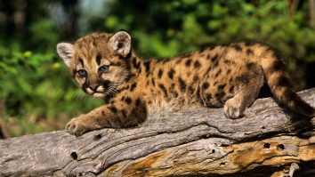 3 pui de pumă, salvați din mijlocul unui incendiu din nordul Californiei