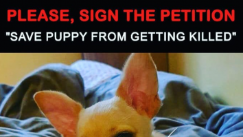 Erou și-n viața reală. Cum a salvat Jean-Claude Van Damme un chihuahua de la eutanasie