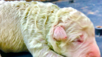 Cum a fost posibil ca un cățel să se nască verde. Stăpânul l-a botezat Fistic