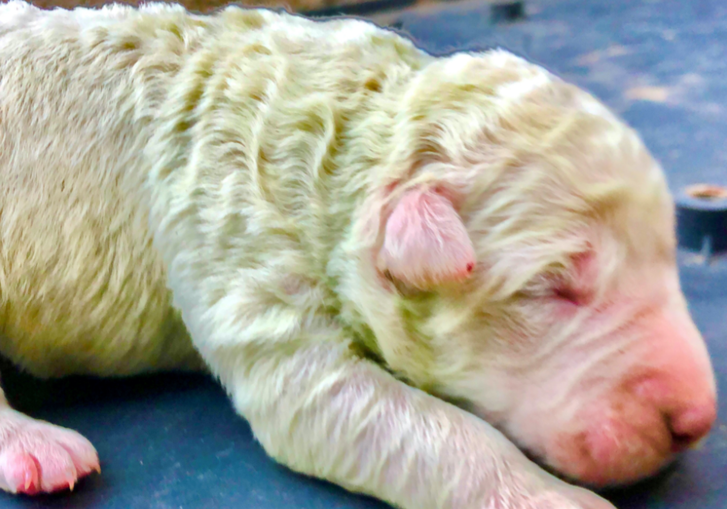 Cum a fost posibil ca un cățel să se nască verde. Stăpânul l-a botezat Fistic