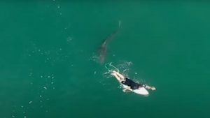 O dronă a salvat un surfer de rechin: aparatul de zbor a filmat momentul. Cum s-a întâmplat