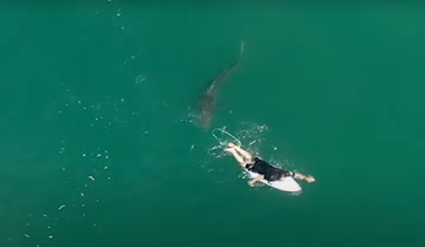 O dronă a salvat un surfer de un rechin: aparatul de zbor a filmat momentul. VIDEO