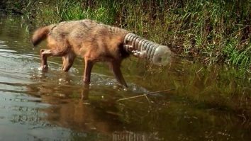 Un șacal a rămas cu capul blocat într-un bidon de plastic, din cauza deșeurilor aruncate de oameni: imagini revoltătoare