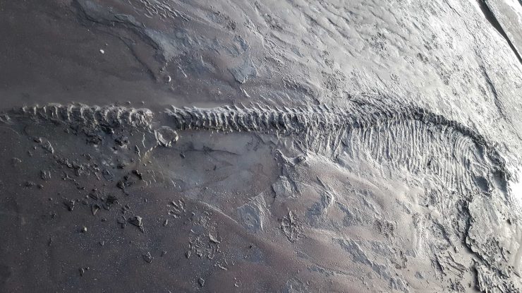 Masacrul înghețat din Epoca Fierului. Ce au descoperit arheologii