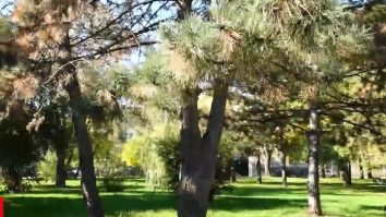 Ce presupune proiectul de modificare a Legii spaţiilor verzi, votat de deputați