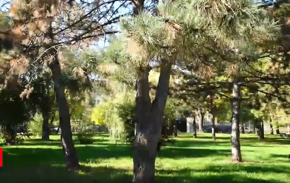 Ce presupune proiectul de modificare a Legii spaţiilor verzi, votat de deputați