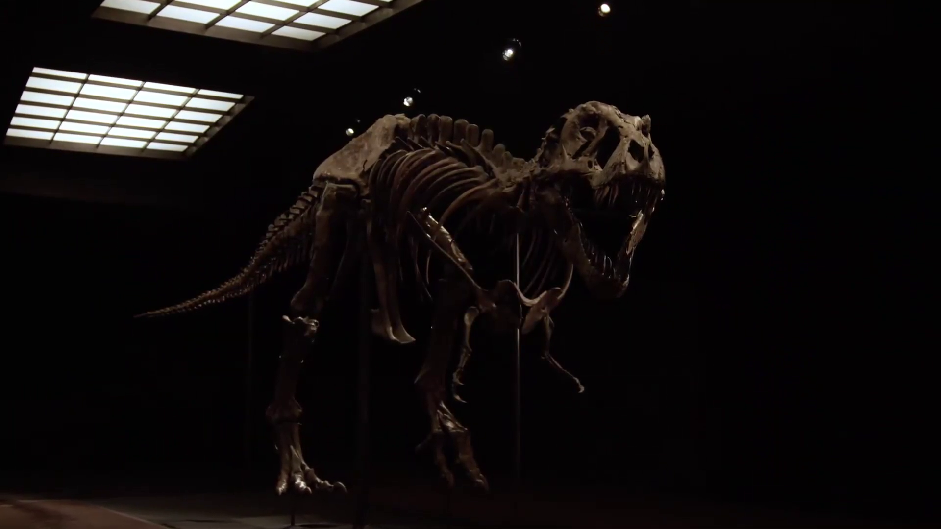 Suma impresionantă cu care s-a vândut scheletul unui T-Rex