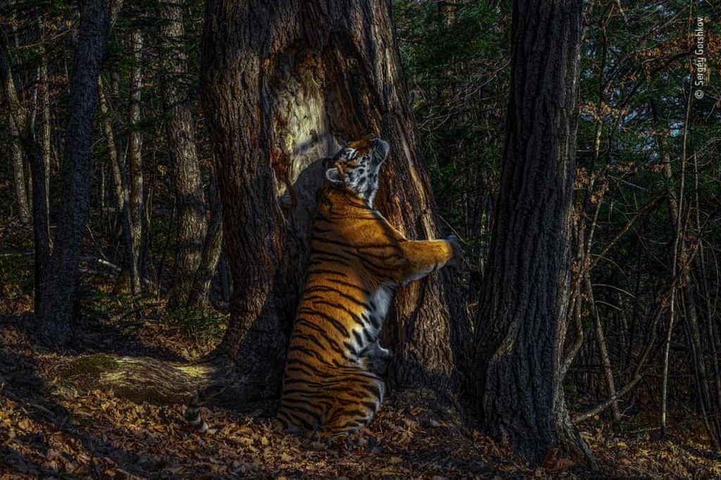 O poză rară în care un tigru îmbrăţişează drăgăstos un copac este fotografia anului