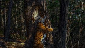 O poză rară în care un tigru îmbrăţişează drăgăstos un copac este fotografia anului