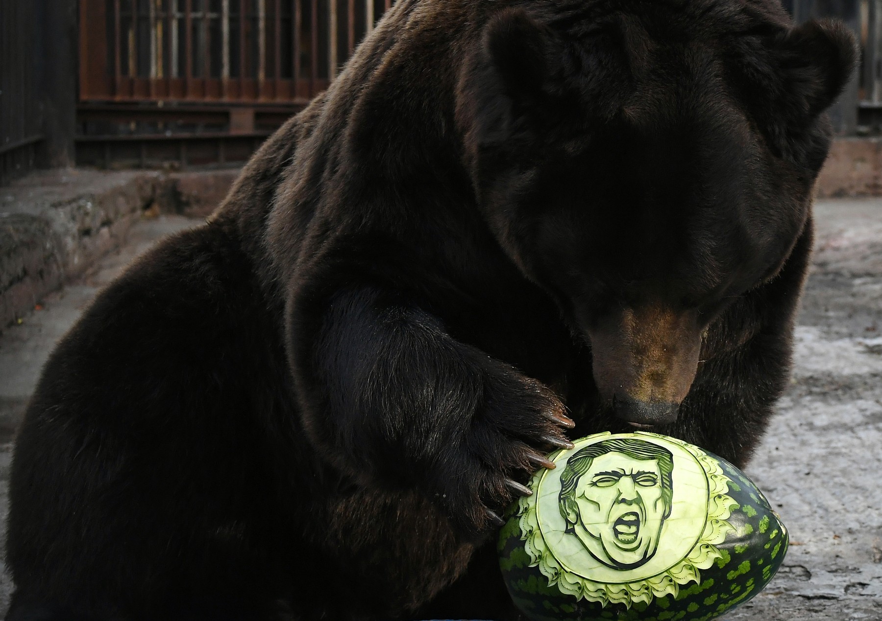 Cum se implică rușii în alegerile americane: doi tigri și un urs de la o grădină zoologică din Siberia și-au ales favoritul