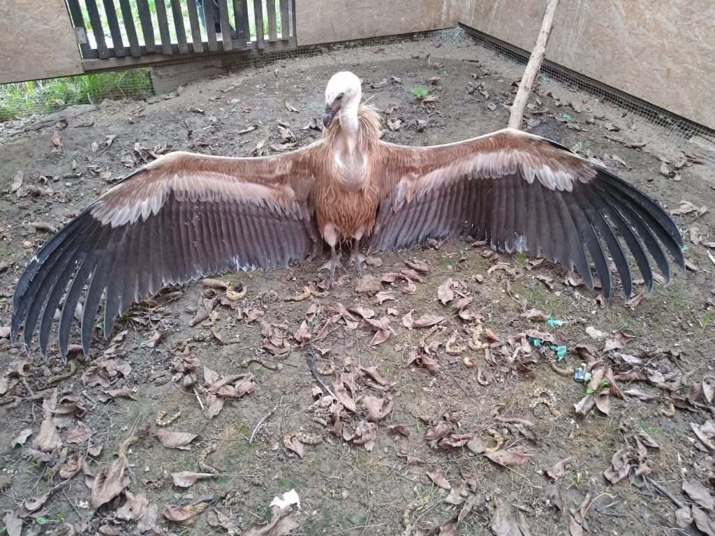 Pasăre rară în România: Vulturul sur se află la Târgu Mureș. Când a fost văzut ultima oară în țară
