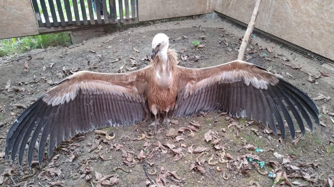 Pasăre rară în România: Vulturul sur se află la Târgu Mureș. Când a fost văzut ultima oară în țară