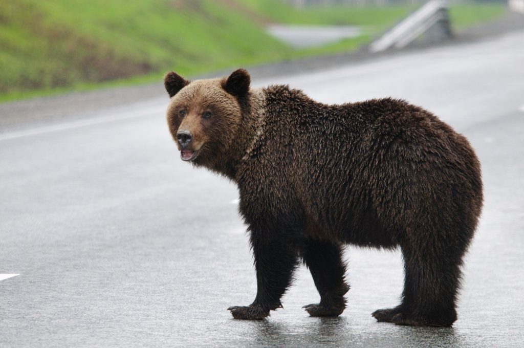 Un avion a lovit și a ucis un urs brun în timp ce ateriza pe un aeroport din Alaska