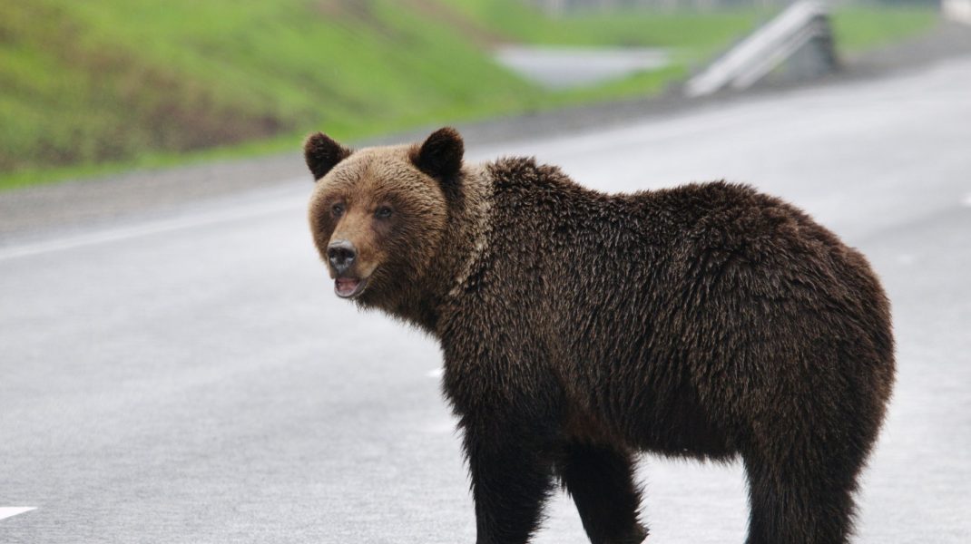 Un avion a lovit și a ucis un urs brun în timp ce ateriza pe un aeroport din Alaska