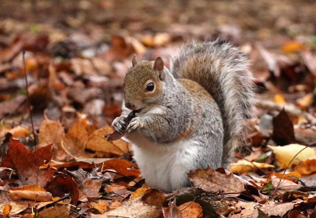 DRUNK-SQUIRREL