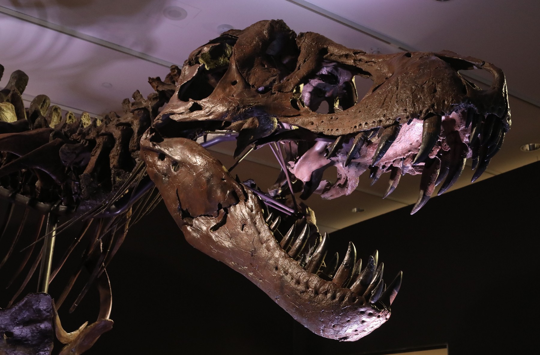 T-Rex a fost întrecut. „Titanul sudic”, descoperit în Australia, printre cei mai mari din lume