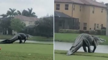 Un aligator gigantic a fost fotografiat în timp ce se plimba pe o stradă din Florida