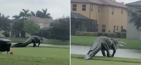 Un aligator gigantic a fost fotografiat în timp ce se plimba pe o stradă din Florida