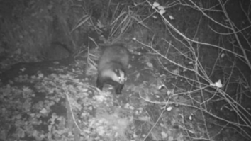 VIDEO. Familie de bursuci care se joacă, surprinsă de o cameră video dintr-o pădure din Arad