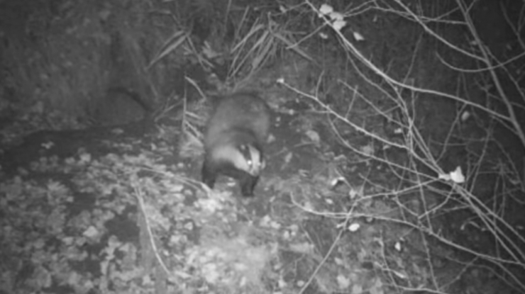 VIDEO. Familie de bursuci care se joacă, surprinsă de o cameră video dintr-o pădure din Arad