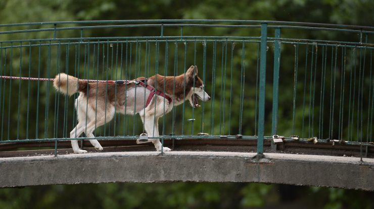 Câinele care a scos la plimbare un ponei, cu tot cu lesă