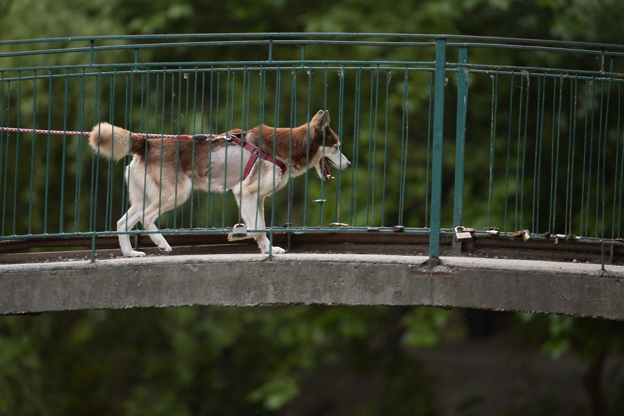 Câinele care a scos la plimbare un ponei, cu tot cu lesă