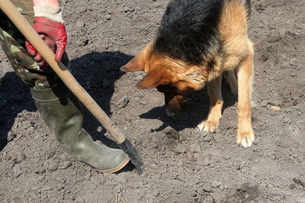 Poliţia din Berlin a arestat un bărbat suspect de canibalism. Oasele victimei au fost găsite într-un parc