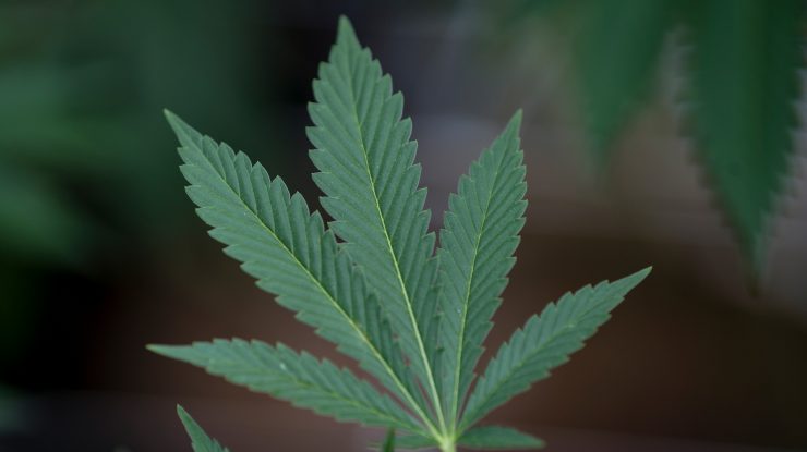 cannabis-israel