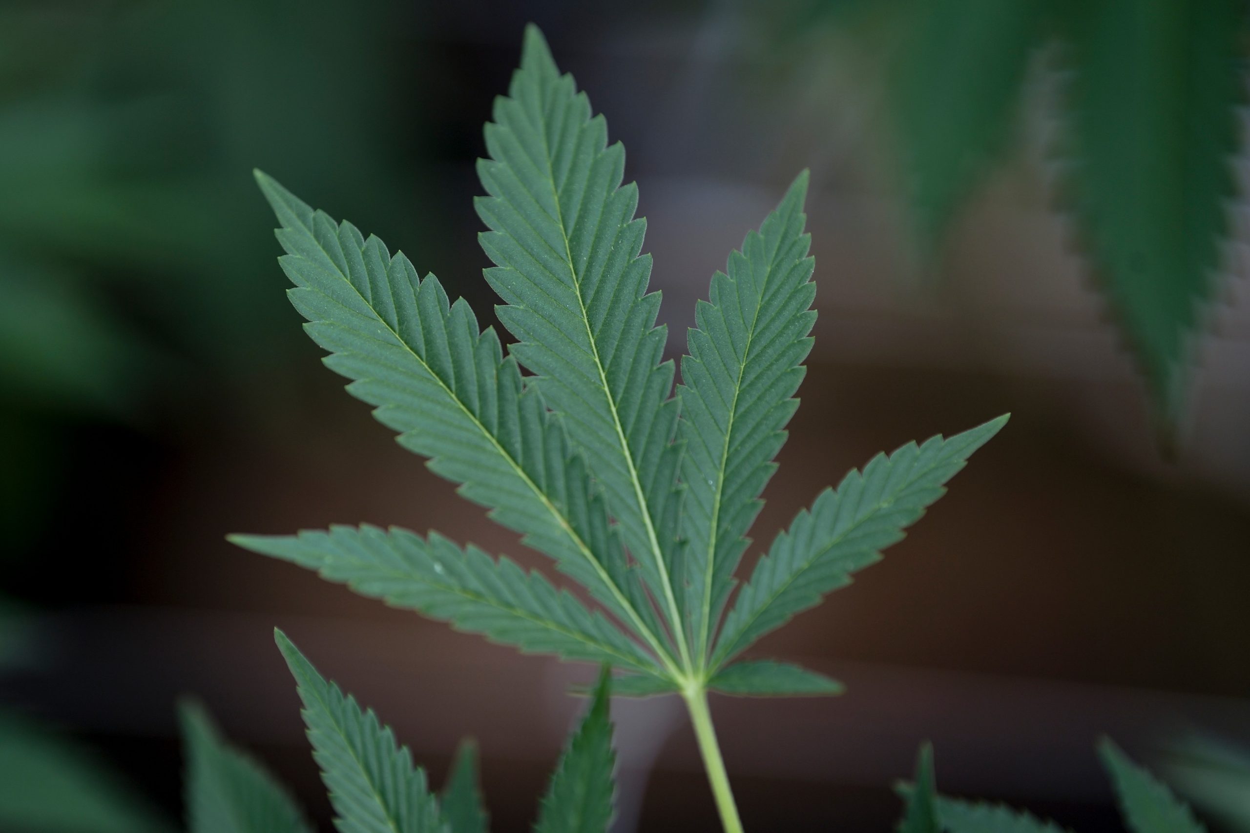 Consumul recreaţional de cannabis va fi legalizat în Israel