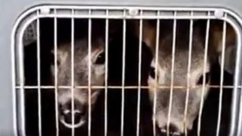 VIDEO. Șapte pui de căprioară dintr-un centru de salvare vor fi eliberați în pădurile din Vrancea. Când va avea loc mutarea