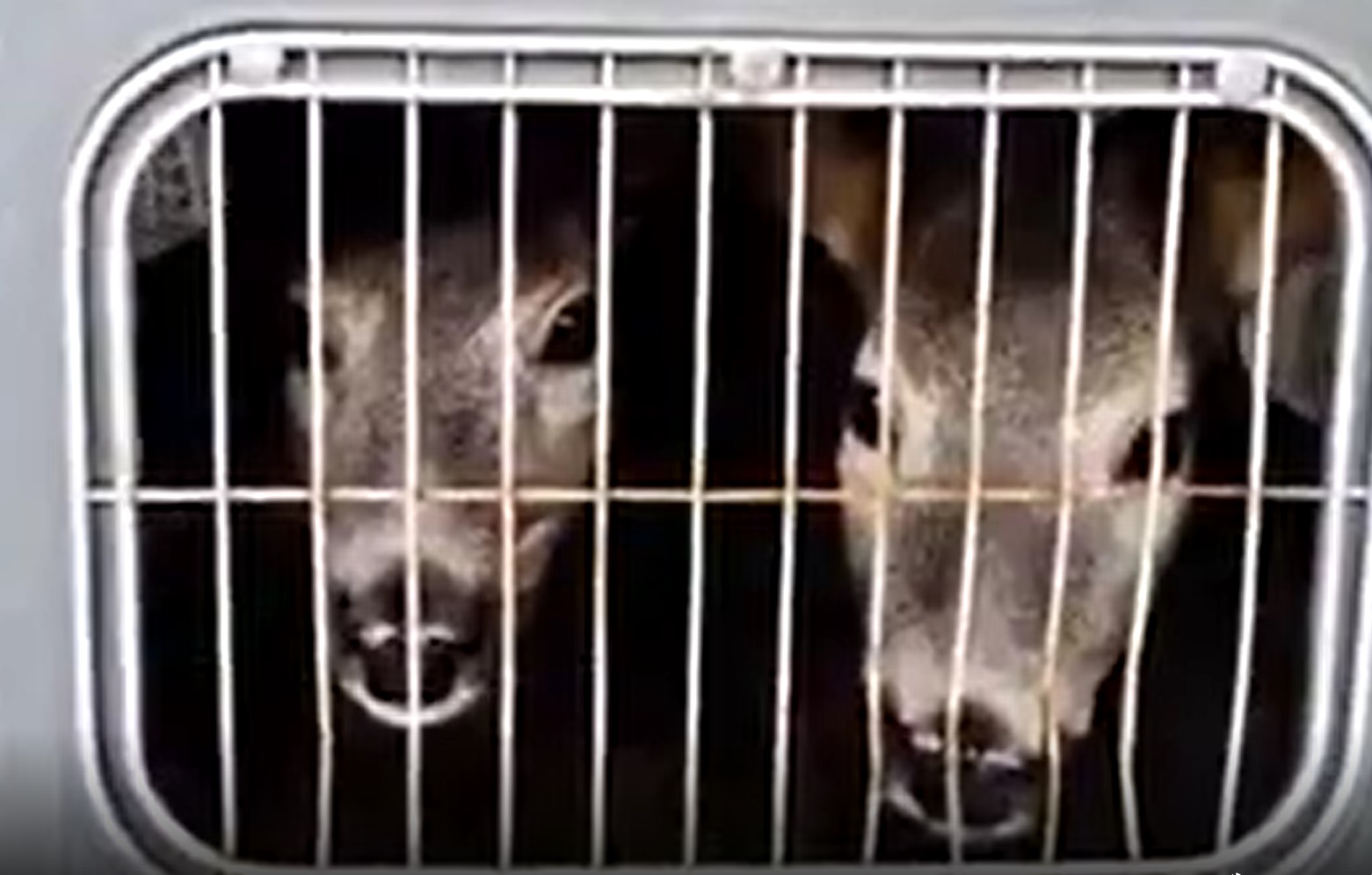 VIDEO. Șapte pui de căprioară dintr-un centru de salvare vor fi eliberați în pădurile din Vrancea. Când va avea loc mutarea