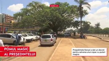 Președintele Kenyei a dat un decret pentru salvarea unui copac sfânt, un smochin de 100 ani