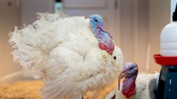 Grațierea curcanilor de Ziua Recunoștinței. Unde sunt cazate păsările și ce se va întâmpla cu ele