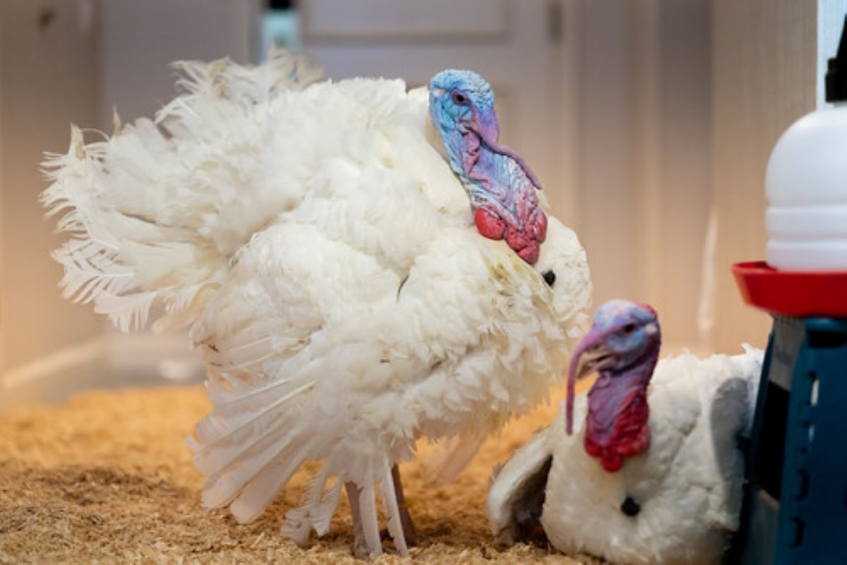 Grațierea curcanilor de Ziua Recunoștinței. Unde sunt cazate păsările și ce se va întâmpla cu ele