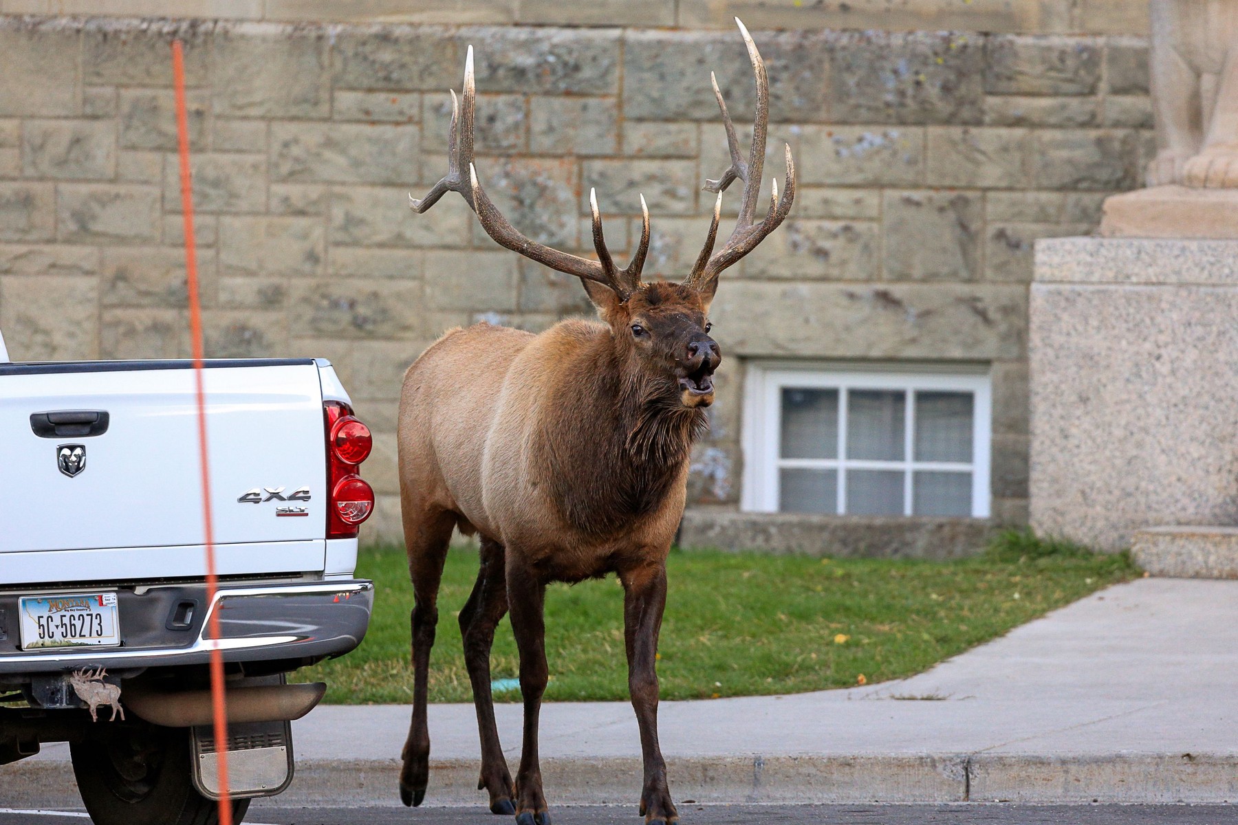 În Canada oamenii sunt avertizaţi să nu lase elanii să lingă maşinile. Care este motivul