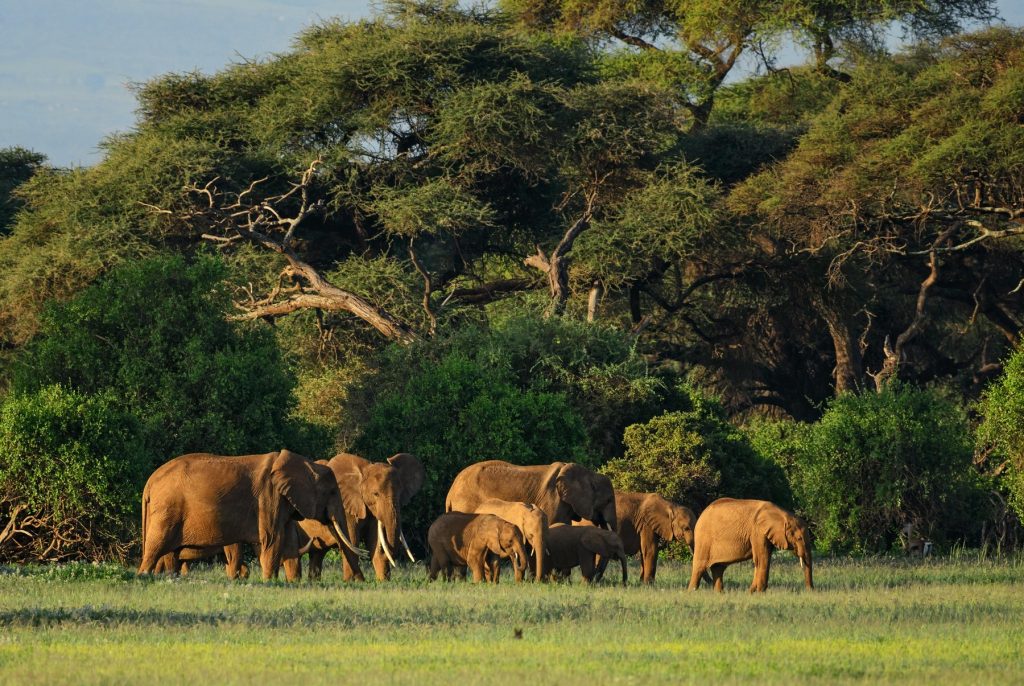 Elefanți Nigeria