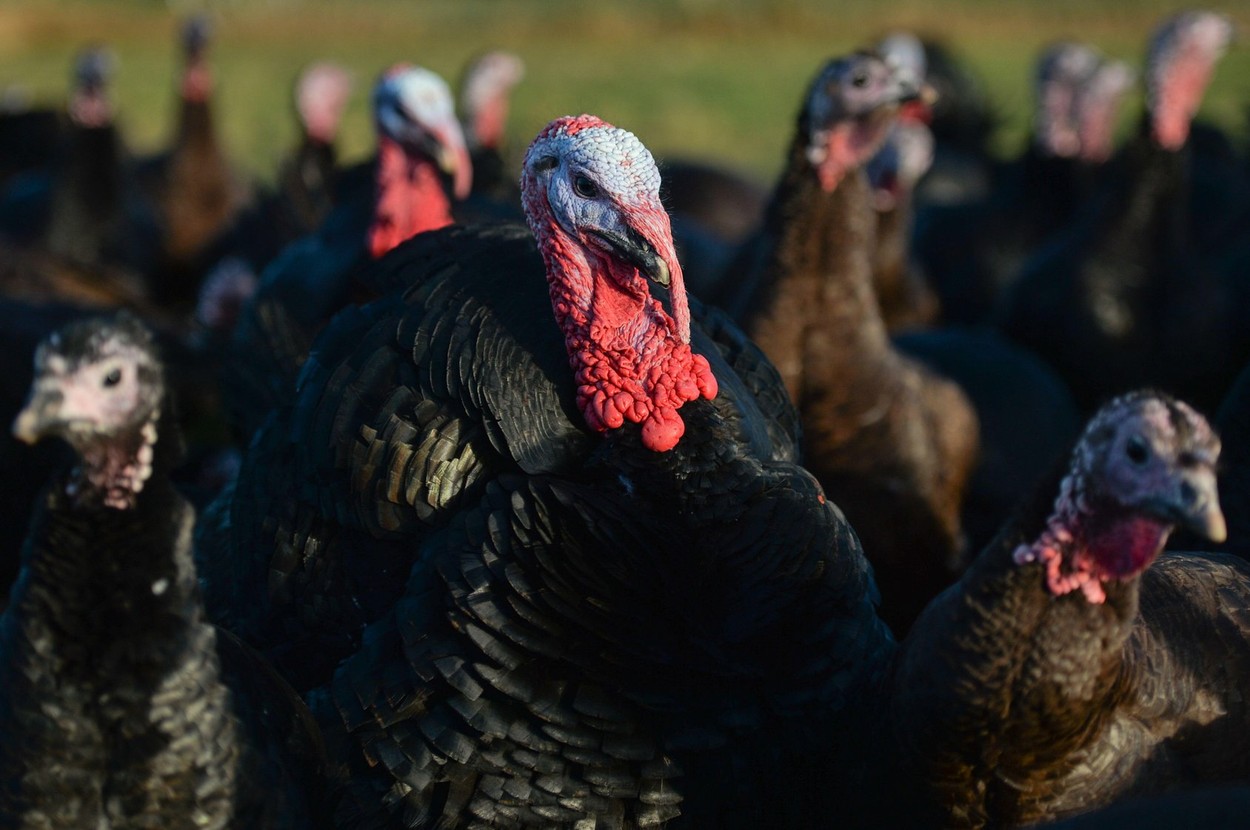 Focar de gripă aviară, confirmat la o fermă din Marea Britanie. Toate animalele vor fi sacrificate