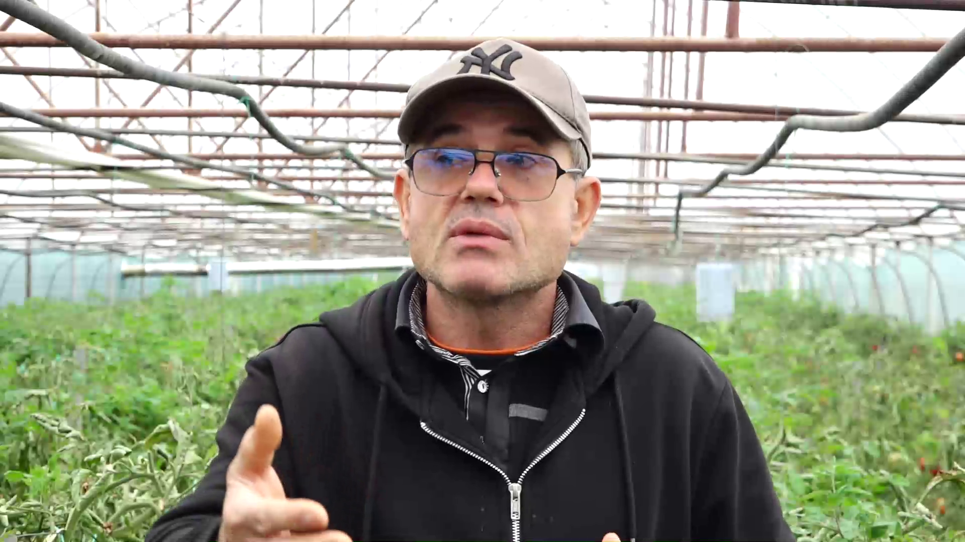 Subvenția pentru cultivatorii de roșii din Olt, redusă de la 3000 de euro la 2250 de euro. Reacția unui fermier