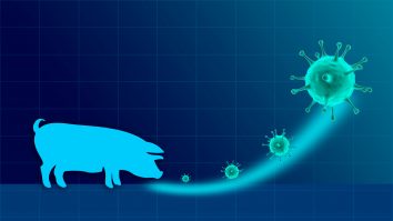 gripa-porcina