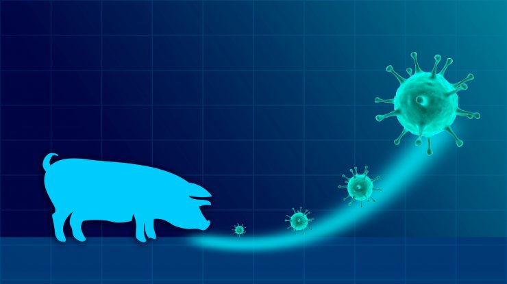 gripa-porcina