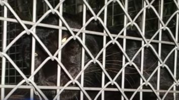 Un bărbat din Florida a fost atacat de leopardul pentru care plătise 150 de dolari ca să se joace cu el