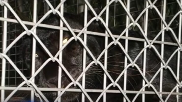 Un bărbat din Florida a fost atacat de leopardul pentru care plătise 150 de dolari ca să se joace cu el
