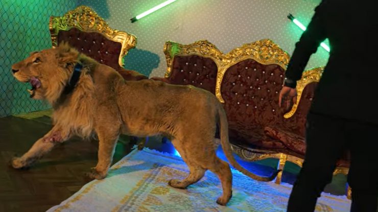 Percheziţii la trei locuinţe în cazul leului rănit care apare în videoclipul cântărețului Dani Mocanu