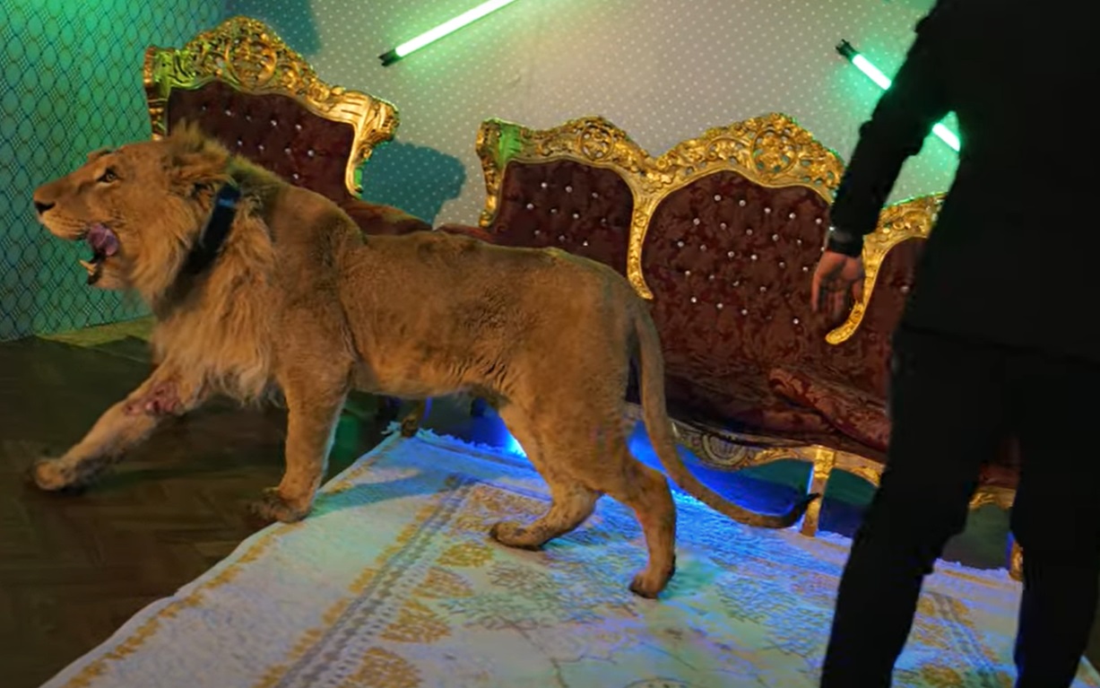 Percheziţii la trei locuinţe în cazul leului rănit care apare în videoclipul cântărețului Dani Mocanu